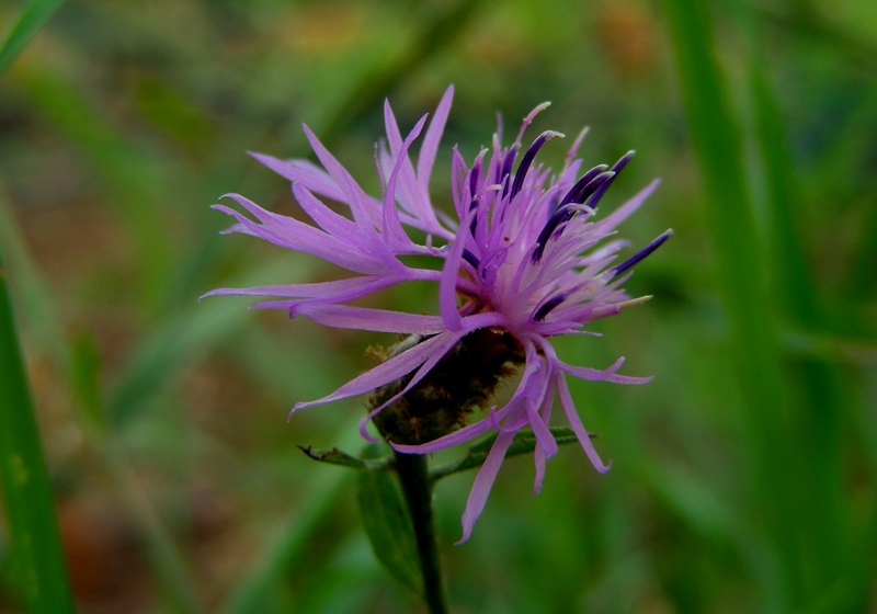 da determinare - Centaurea sp.